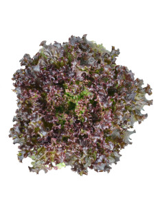 Leituga riza vermella