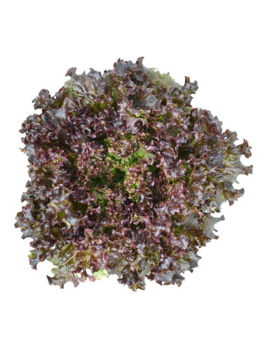 Leituga riza vermella