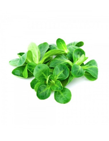 Herba dos coengos (canónigos)