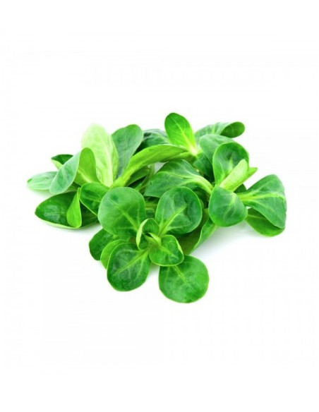 Herba dos coengos (canónigos)